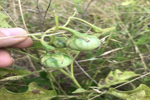 Eine Person hält einen Bund grüner Tomaten, die mit Mehltau infiziert sind, mit der Hand auf der linken Seite des Bildes, vor einem Hintergrund aus Pflanzen und Gras.
