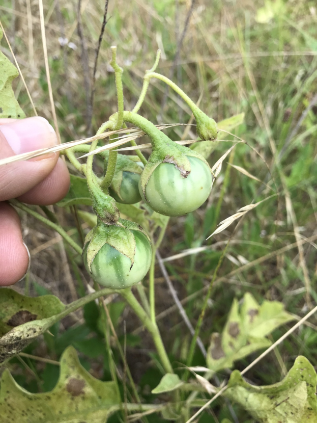 Eine Person hält einen Bund grüner Tomaten, die mit Mehltau infiziert sind, mit der Hand auf der linken Seite des Bildes, vor einem Hintergrund aus Pflanzen und Gras.