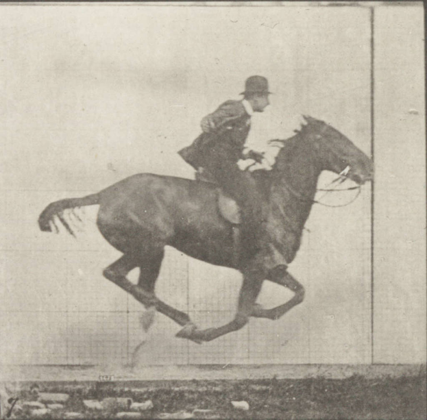 Ein schwarzes und weißes Pferd steht vor kleinen grünen Pflanzen, mit einem Hügel und Himmel im Hintergrund.