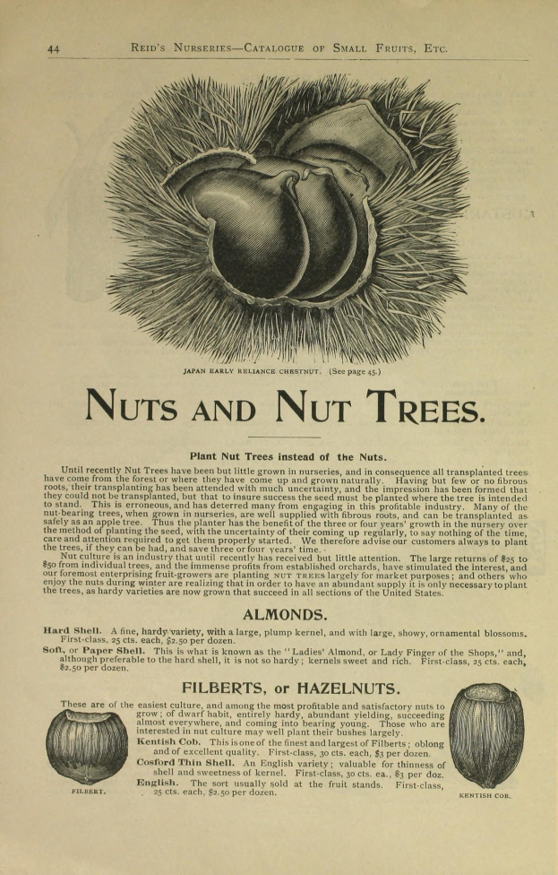 Nahaufnahme eines alten Buches mit Illustrationen und Text über Nüsse und Nussbäume, das detaillierte Zeichnungen und Beschreibungen verschiedener Nussarten zeigt.