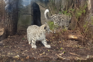 Zwei Schneeleoparden in einem Zoo-Gehege mit Baumstämmen, Zweigen, Blättern und Zweigen auf dem Boden, einer Felswand und einem klaren blauen Himmel im Hintergrund.