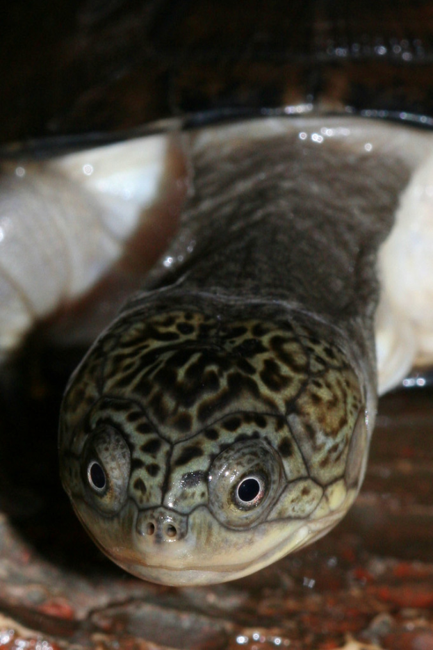 Eine Schildkröte ist auf einer Oberfläche zu sehen.