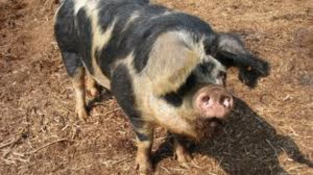 Ein schwarz-weißes, schweineähnliches Tier steht auf Erde mit Zweigen drumherum.