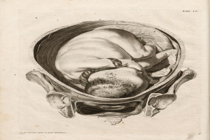 Eine Gravur eines Babys im Mutterleib, die einen menschlichen Kopf mit sichtbarem Haar zeigt, begleitet von Text.