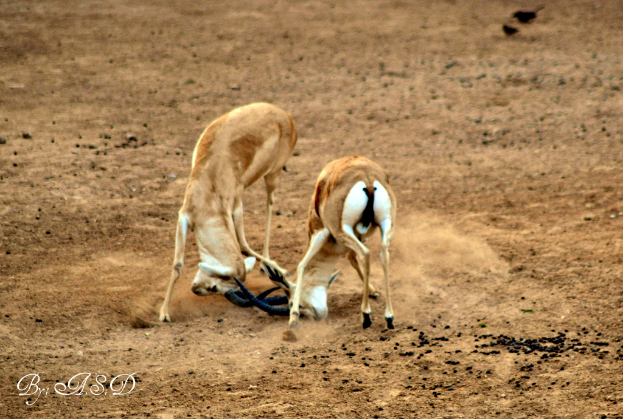 Zwei Rehe mit Vögeln im Hintergrund, Schlamm und Schmutz auf dem Boden und Text in der linken unteren Ecke.