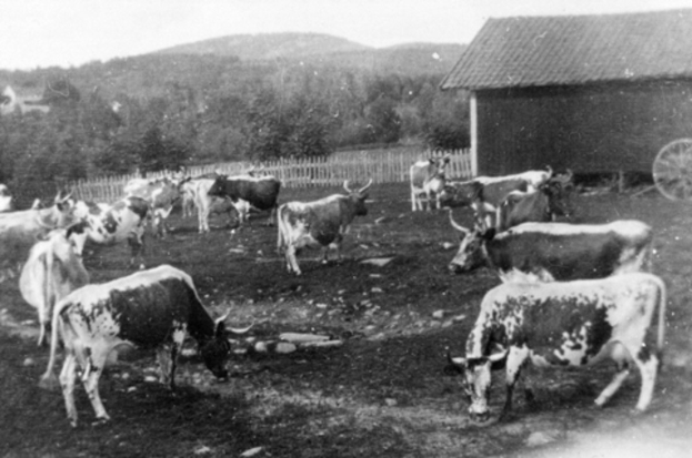 Eine Herde Kühe, die auf einer Wiese neben einem Bauernhof grasen, mit einem Wagen auf der rechten Seite, einem Zaun im Hintergrund, Bäumen, Hügeln und einem klaren Himmel.