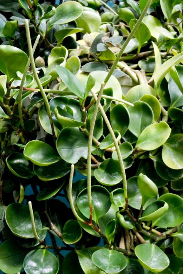 Ein Wasserwerk mit breiten grünen Blättern, die auf der Oberfläche eines Gewässers schwimmen.
