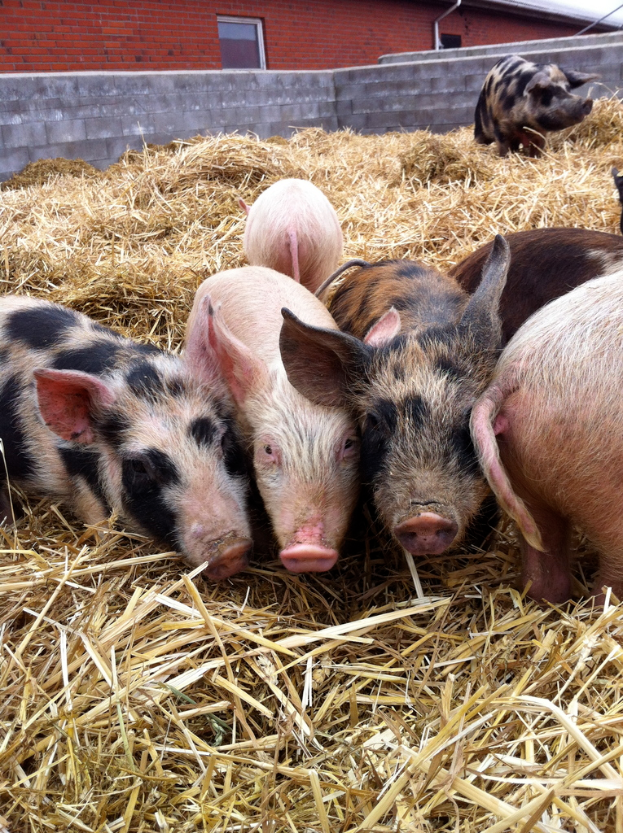 Schweine stehen im Bildzentrum mit trockenem Gras unten, einem Haus im Hintergrund und einer Wand.
