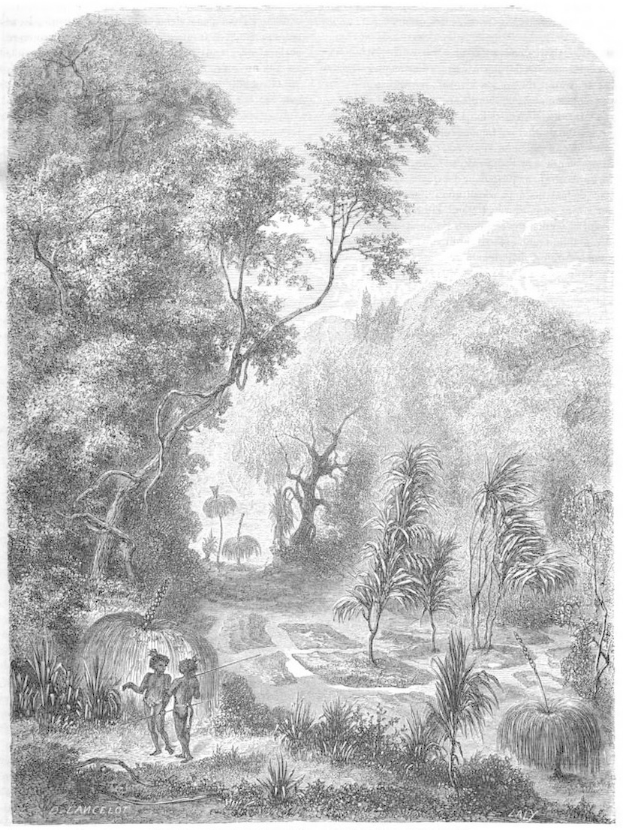 Eine Schwarz-Weiß-Gravur eines Mannes und einer Frau, die durch einen dichten Dschungel mit Bäumen, Pflanzen und einem Himmel im Hintergrund gehen, mit dem Text "Der Dschungel des Amazonas" unten.