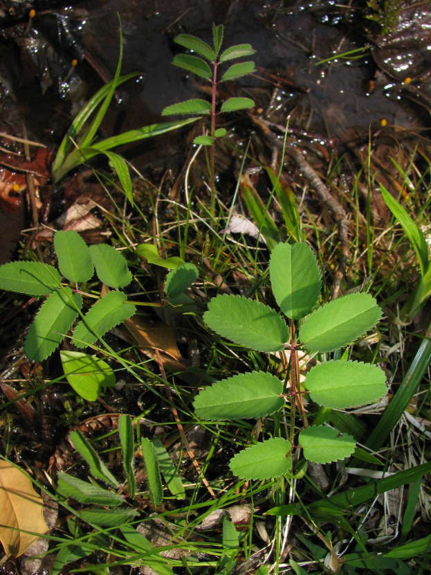 Trockenes Gras und verstreute Blätter auf dem Boden.