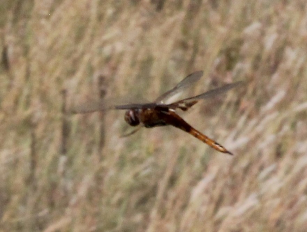 Ein Drachenflieger mit ausgebreiteten Flügeln, der über hohem Gras in einem Feld fliegt.