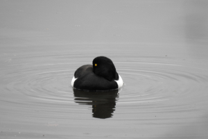 Ein schwarz-weißer Tafelente schwimmt mit ausgebreiteten Flügeln, zeigt einen glänzenden schwarzen Kopf mit einem weißen Halsring und Brustfleck, einen gelben Schnabel und leuchtend gelbe Augen und verursacht Wellen im Wasser.