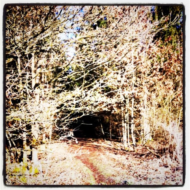 Eine Waldszene mit BÃ¤umen, einem Pfad und dem Himmel, bearbeitet zur besseren Sichtbarkeit.