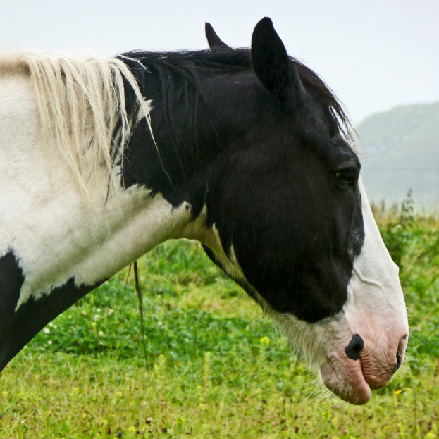 Ein schwarzes und weißes Pferd steht vor grünen Pflanzen, mit einem Hügel und Himmel im Hintergrund.