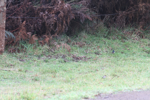 Grüne Wiese mit Pflanzen im Hintergrund und eine Straße unten.