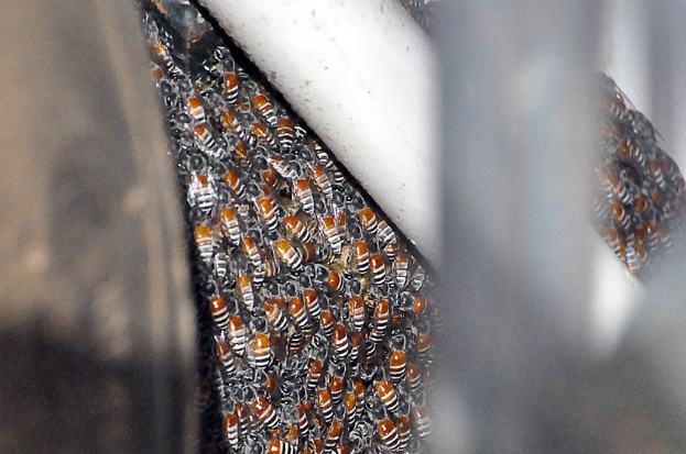 Ein Nahaufnahme von mehreren Honigbienen auf einer Oberfläche.