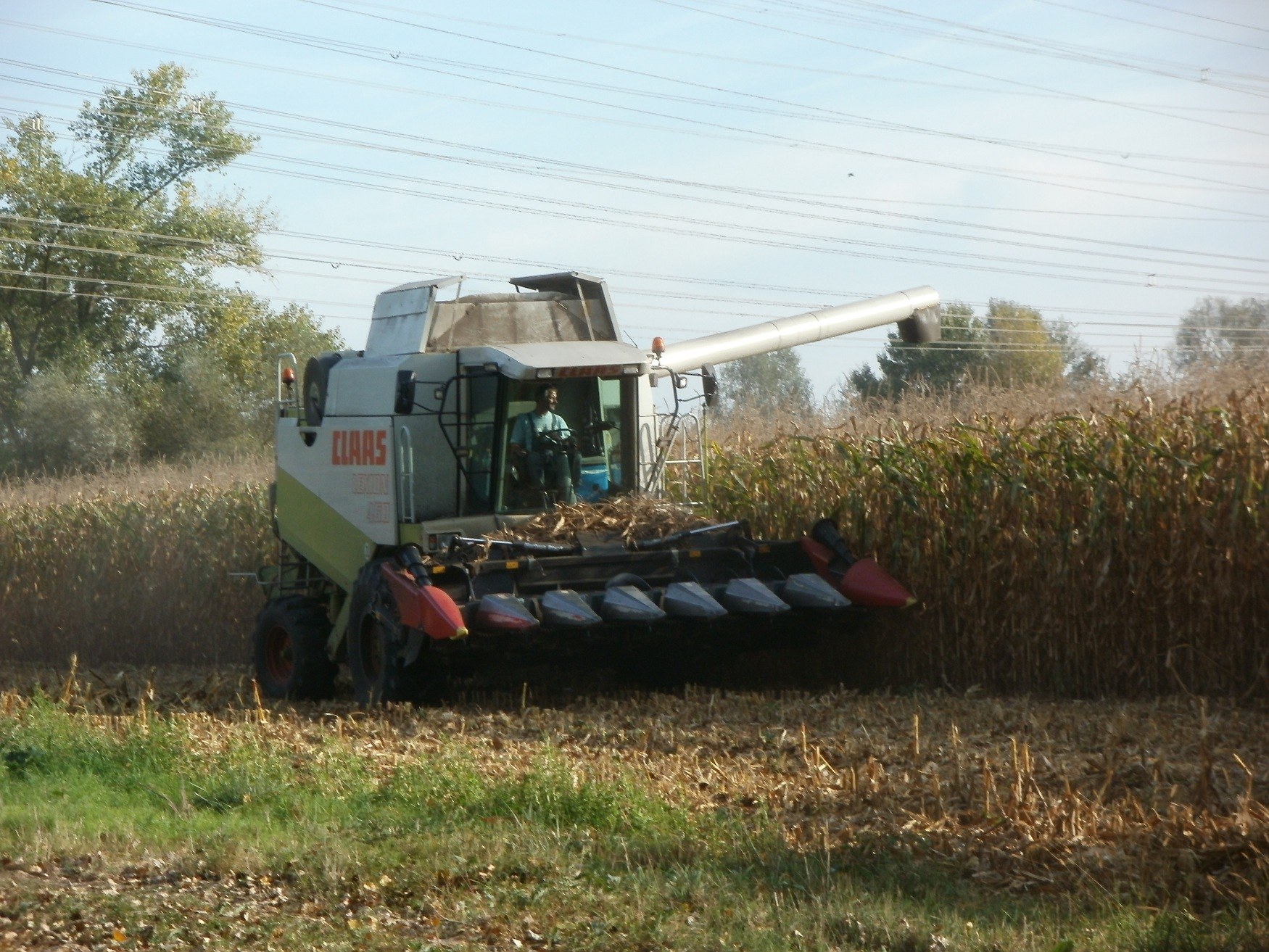 Mähdrescher bei der Arbeit in einem Maisfeld mit einer Person darin, umgeben von Maispflanzen, Gras und trockenen Blättern, mit Bäumen, Stromleitungen und einem klaren blauen Himmel im Hintergrund.