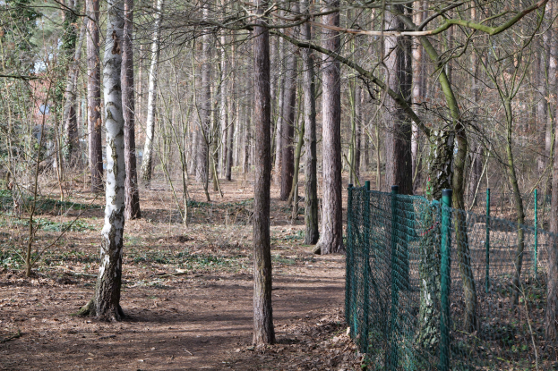 Ein gewundener Pfad durch einen dichten Wald mit einem grünen Zaun auf der rechten Seite, hohe Bäume bieten einen schattigen Baldachin.