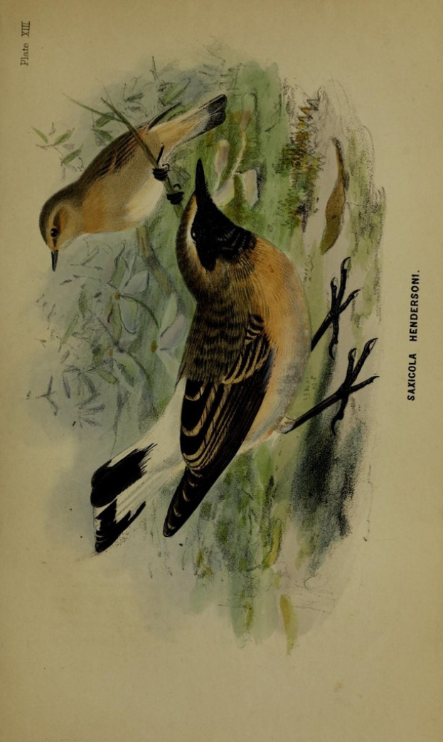 Ein Vogelkunstwerk mit Text auf der rechten Seite.