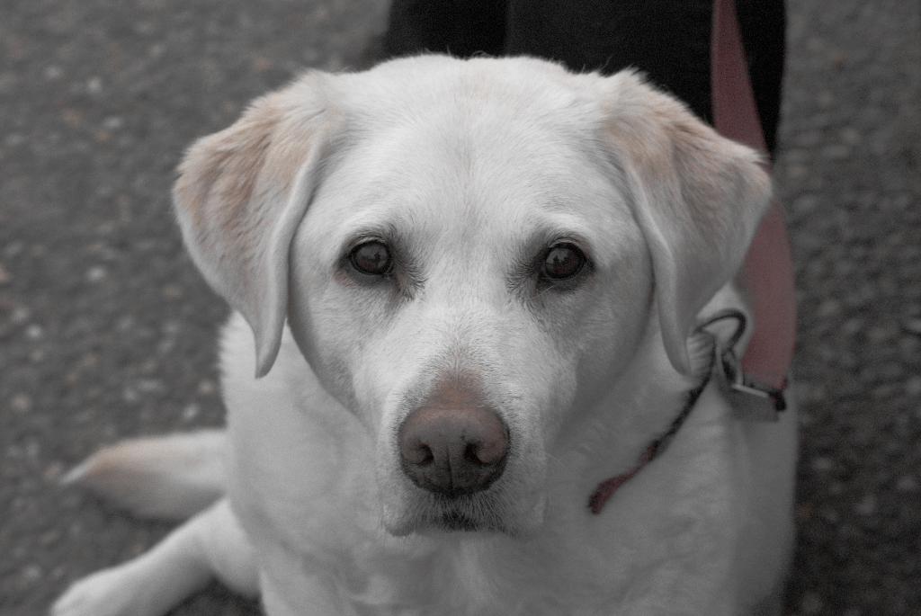 Ein Hund an der Leine mit einer teilweise sichtbaren Person auf einer Straße.