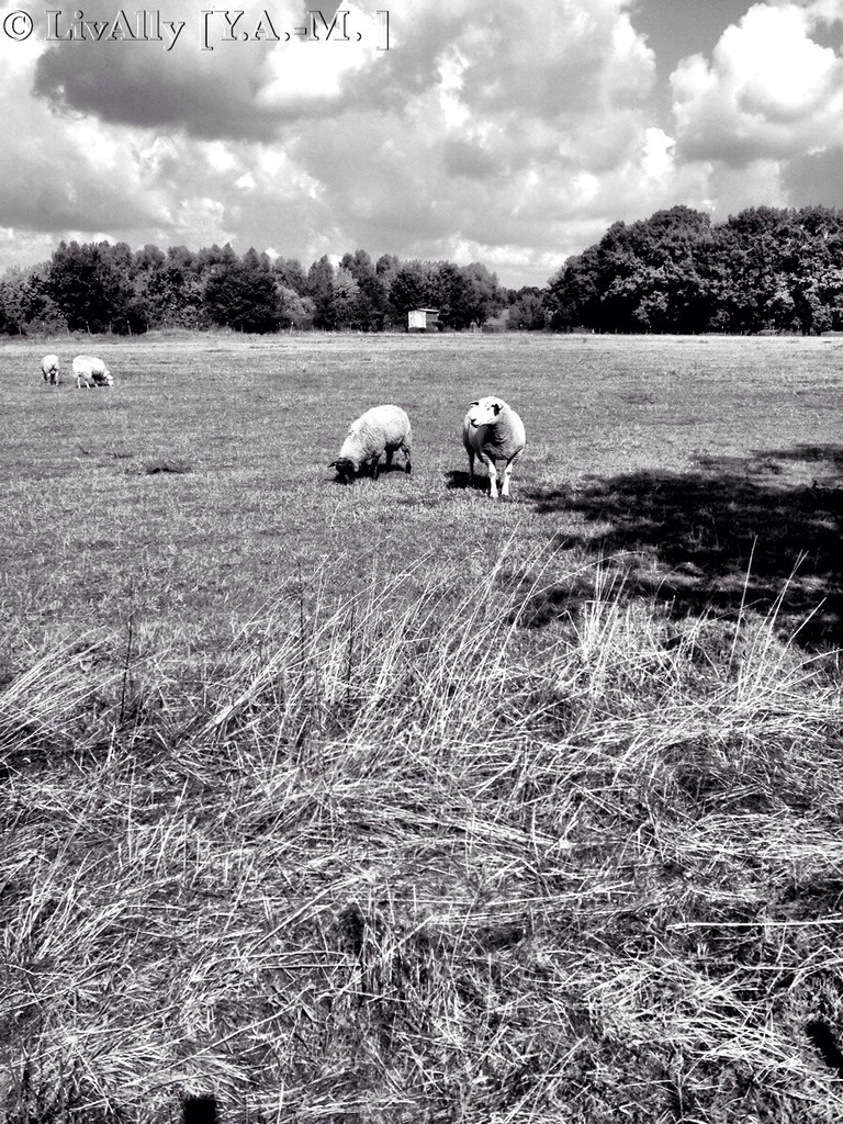 Vier Schafe grasen auf Gras mit Bäumen im Hintergrund und Himmel darüber in einem Schwarz-Weiß-Bild.